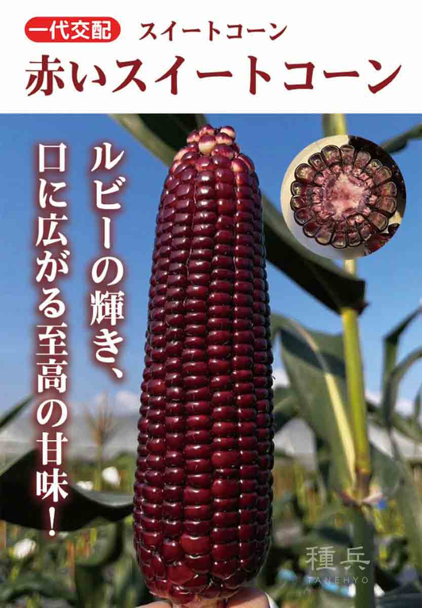 赤スイートコーン 種 『赤いスイートコーン』 小林種苗/2000粒 : 種兵ネットショッピング - 通販 - Yahoo!ショッピング
