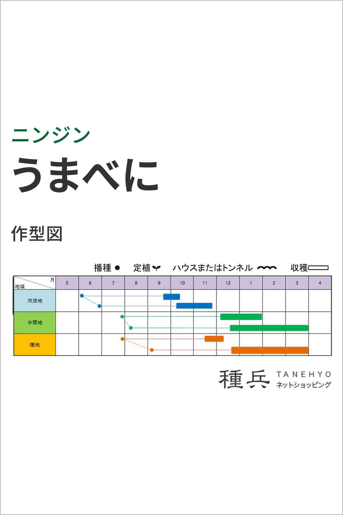 ニンジン 種 『うまべに』 小林種苗/コート1万粒の詳細画像1