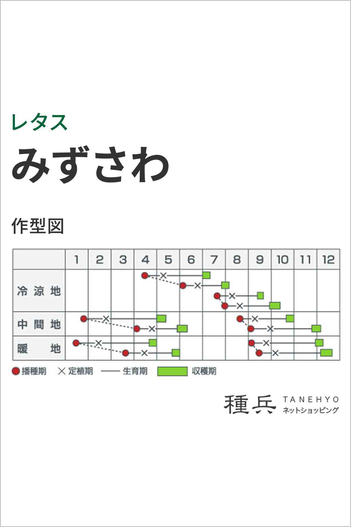 結球レタス 種 『みずさわ』 カネコ種苗/小袋の詳細画像1