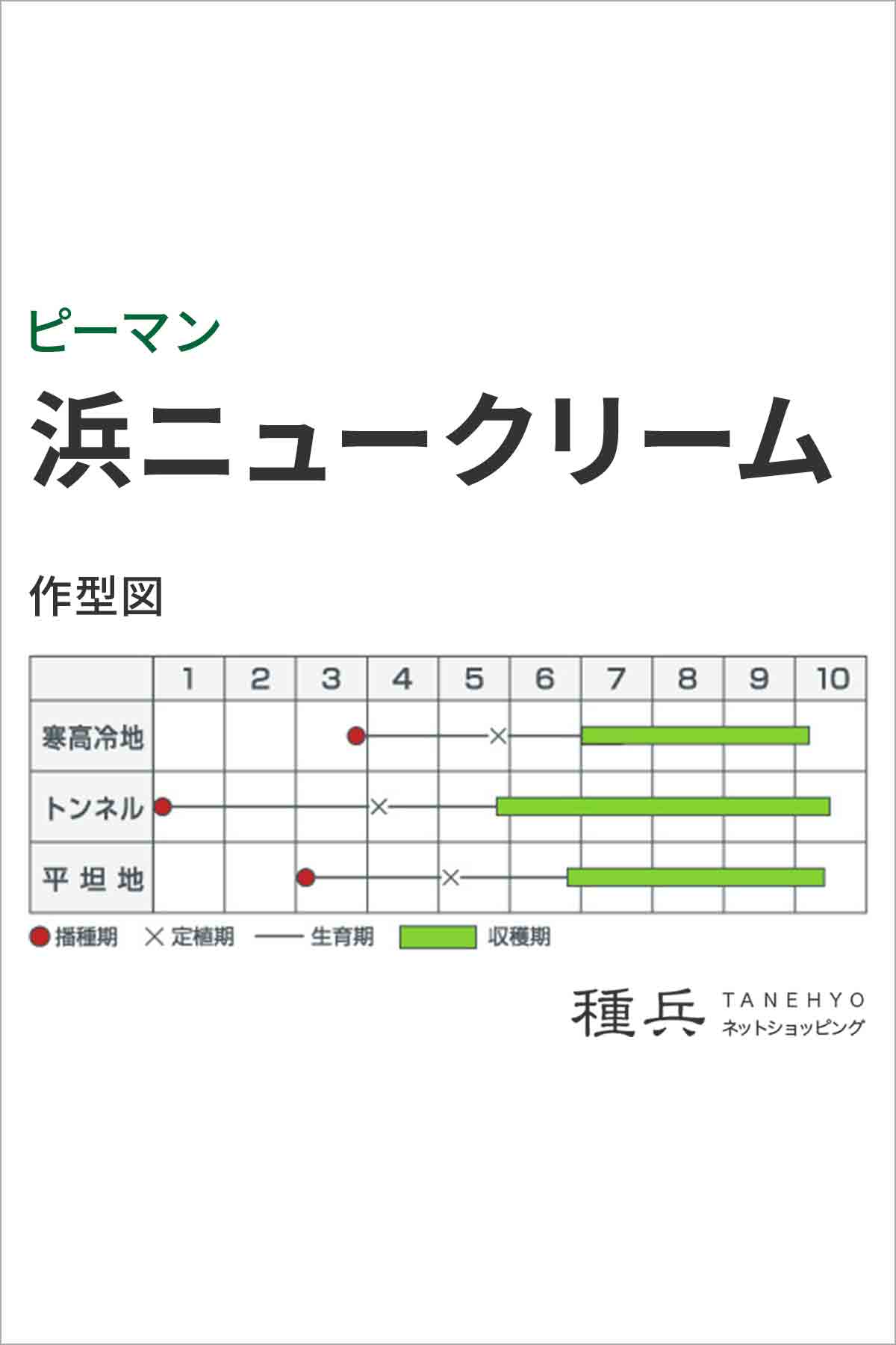 カラーピーマン 種 『浜ニュークリーム』  カネコ種苗/10ml |  | 01
