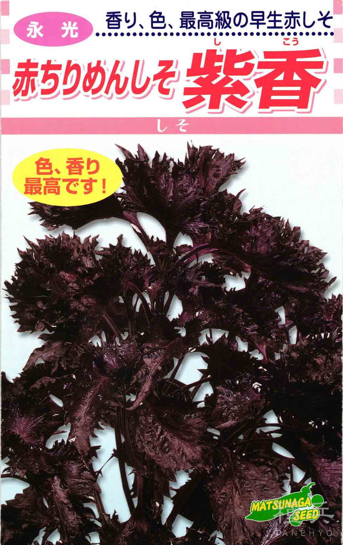 超極早生タマネギ 種 『浜笑』 カネコ種苗/ペレット5000粒 : 種兵