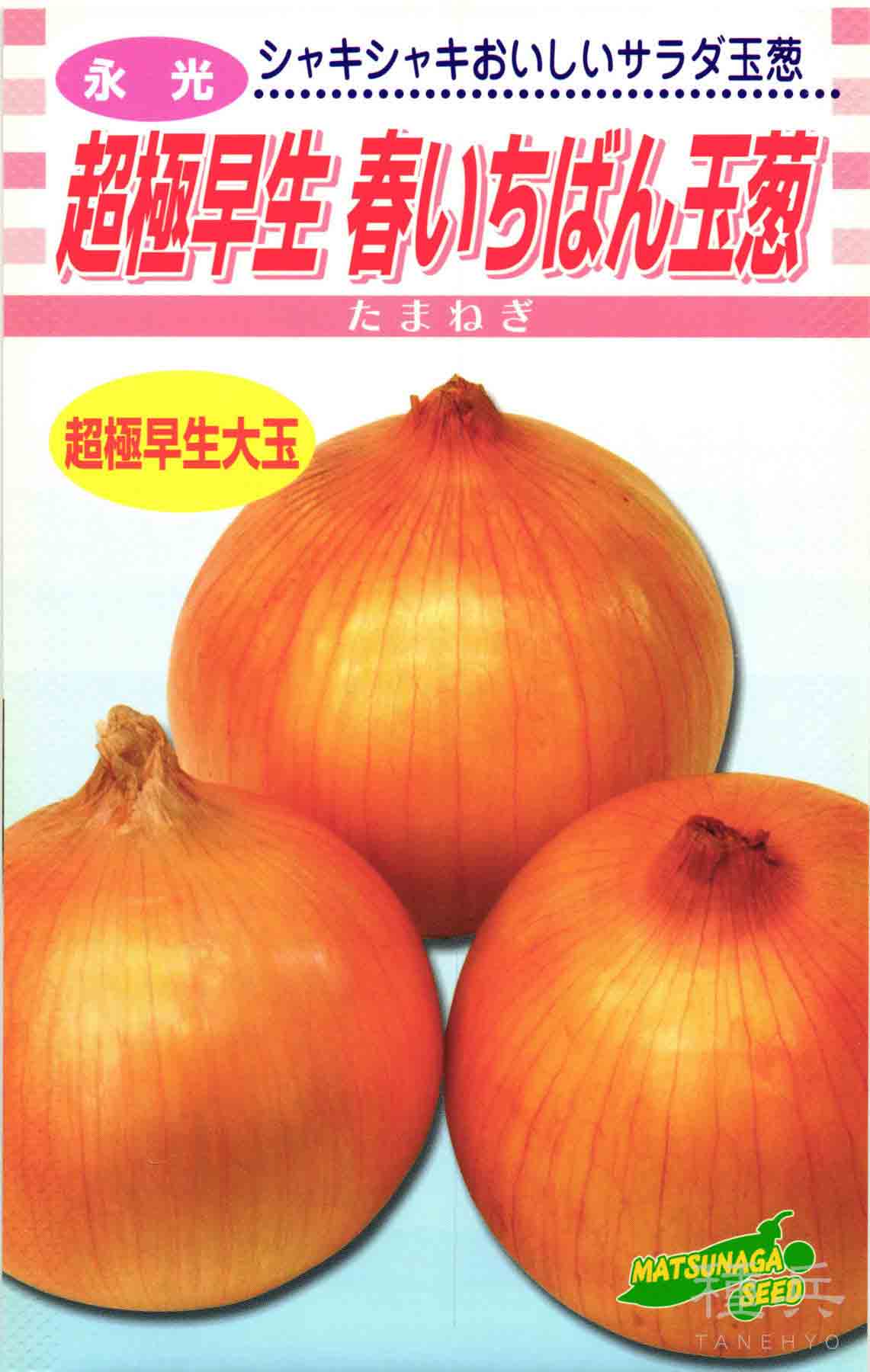 超極早生タマネギ 種 『春いちばん』 松永種苗/コート2L1万粒 : 種兵