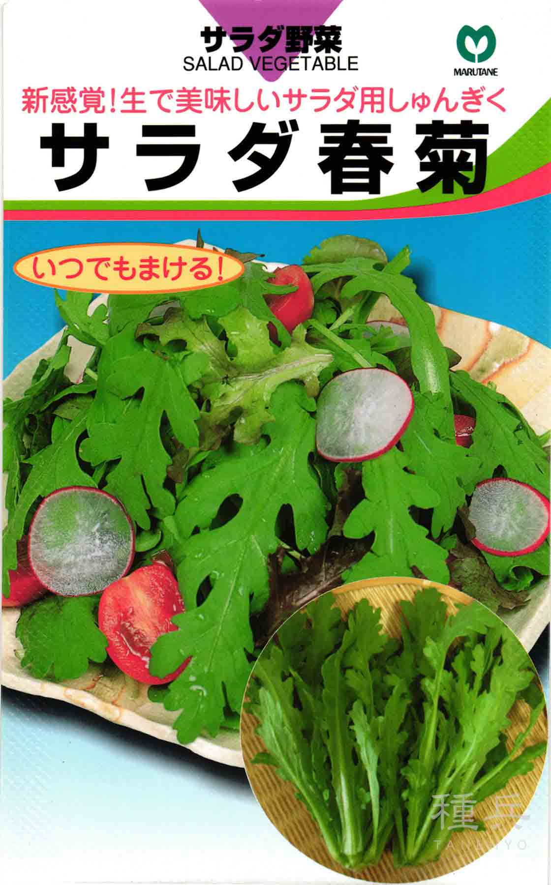 冬野菜、姫春菊の強化種３００粒＋全国匿名送料無料です シュンギク 種 『サラダ春菊』 丸種/1dl : 種兵ネットショッピング