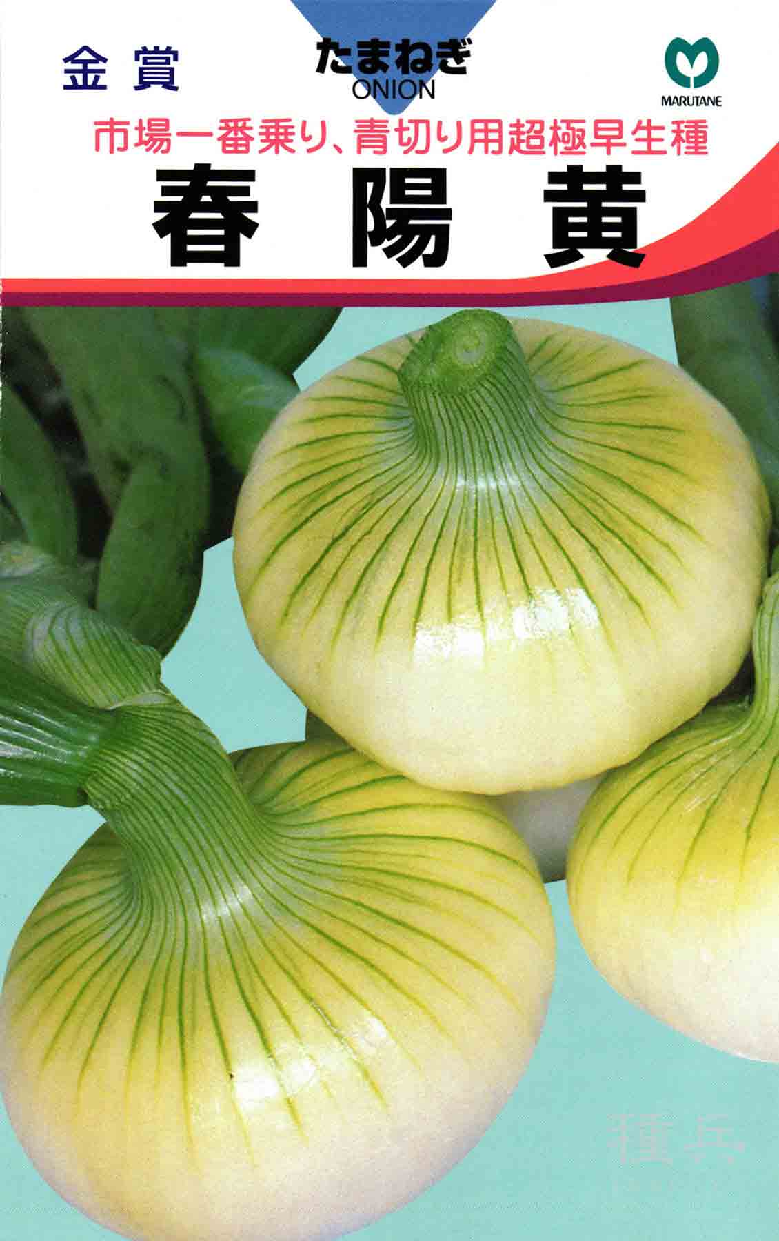 極早生タマネギ 種 『玉の春』 2dl 楽天市場】玉ねぎ 超 超 極 早生の