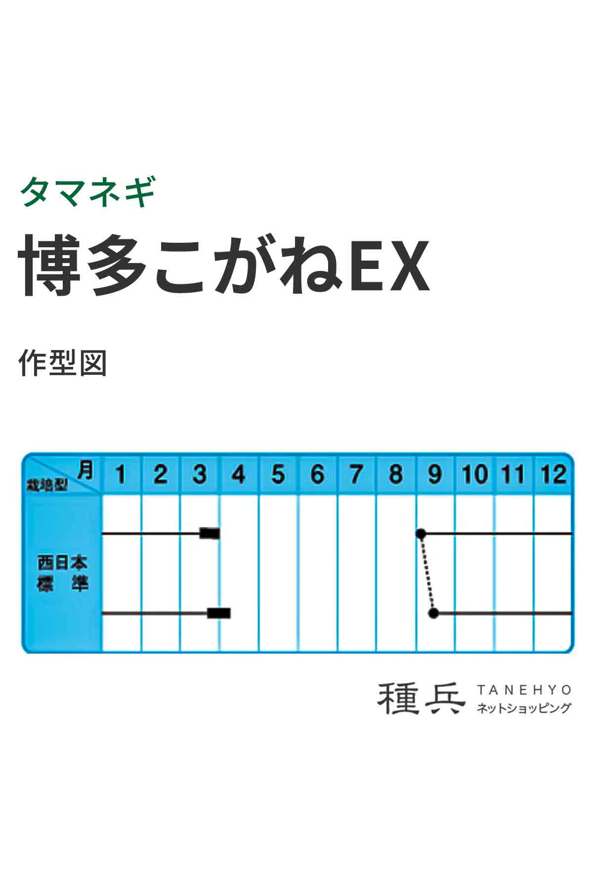 超極早生玉ねぎ 種 『博多こがねEX』 中原採...の詳細画像1