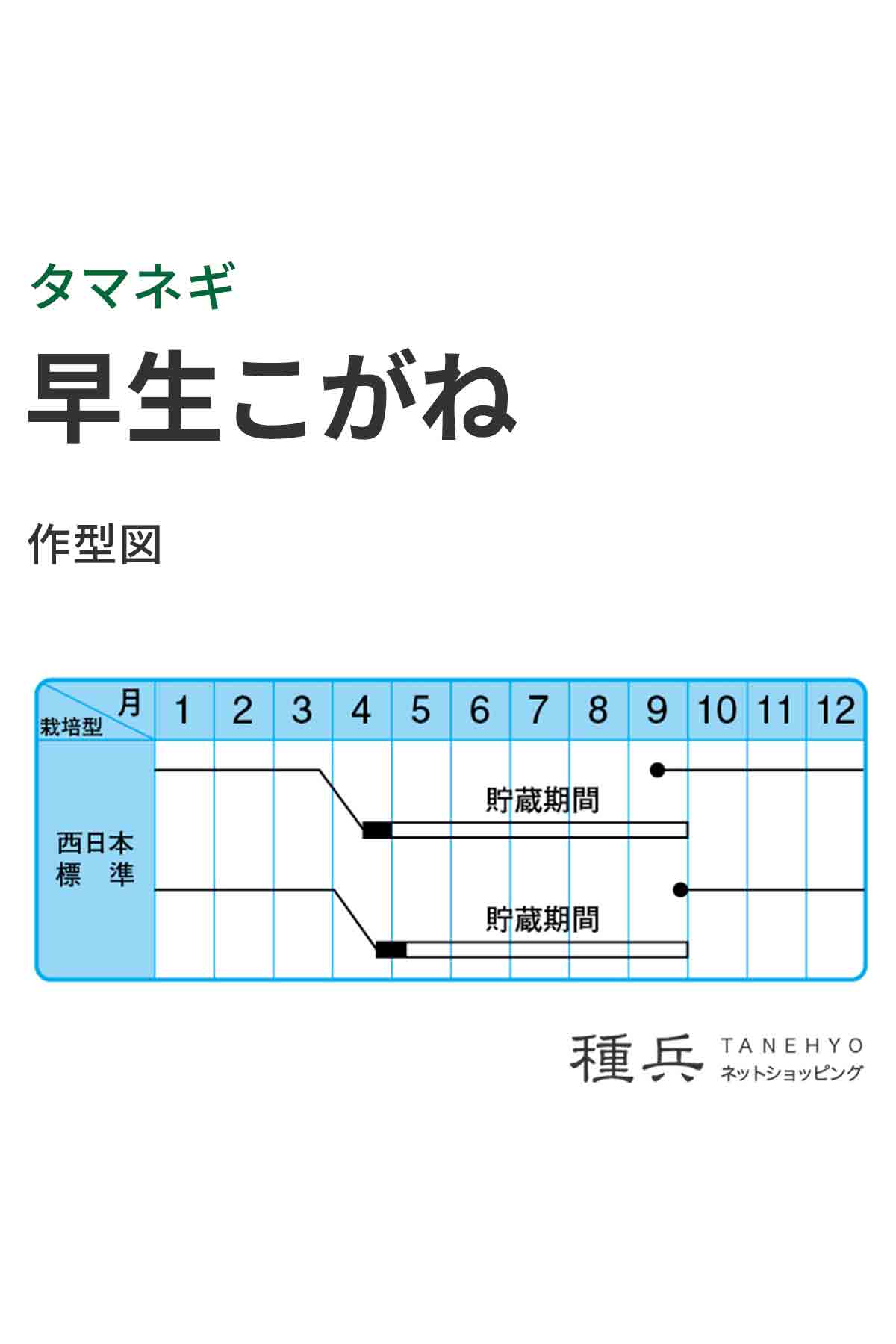 早生玉ねぎ 種 『早生こがね』 中原採種場/小袋の詳細画像1
