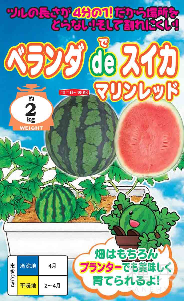 短節間紅小玉スイカ 種 『ベランダdeスイカ（品種名：マリン