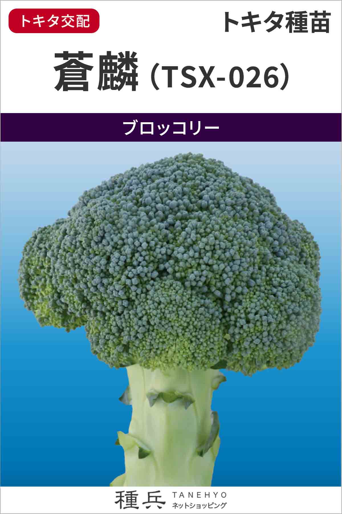 ブロッコリー 種 『蒼麟』 トキタ種苗/コート5,000粒 : 種兵ネット