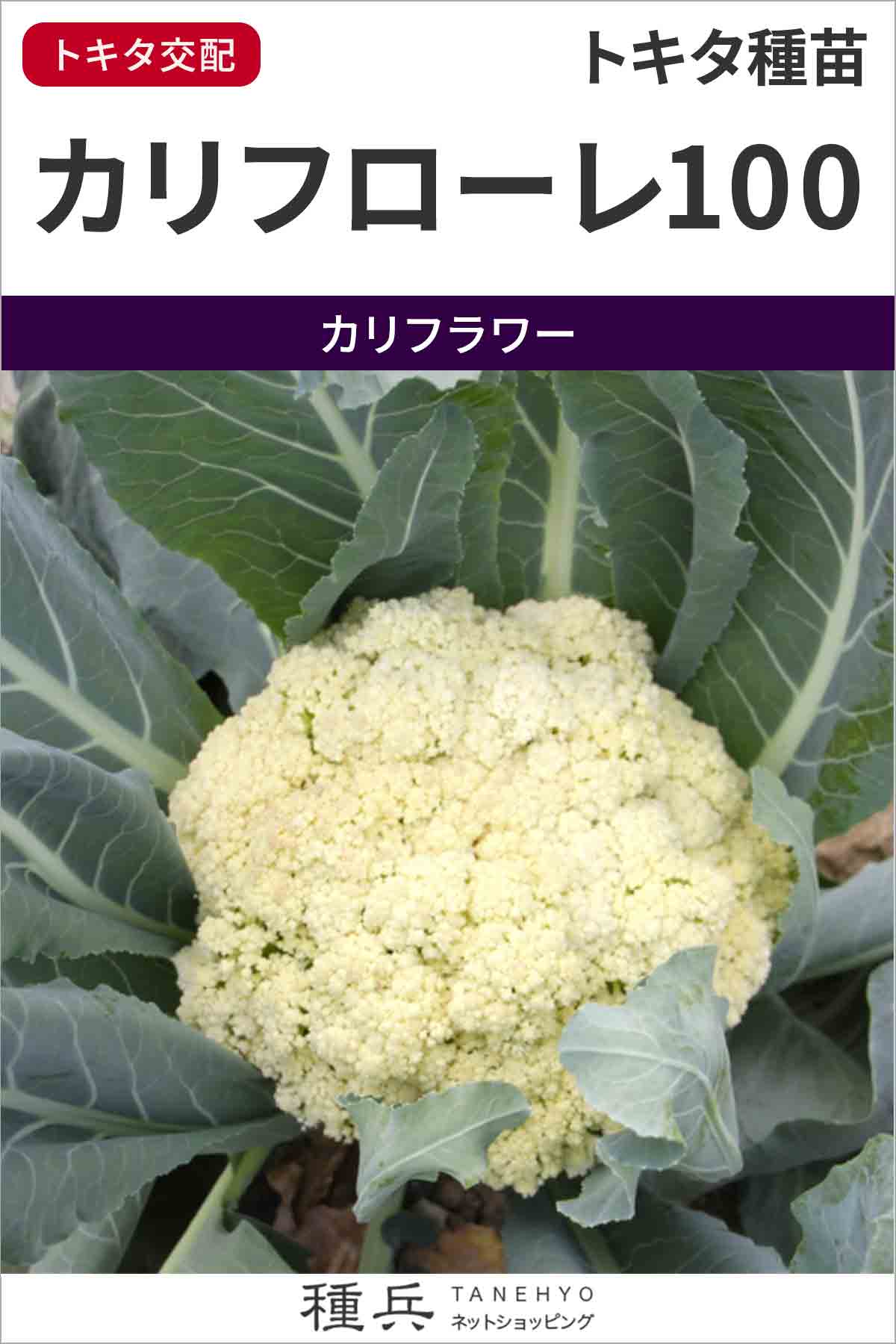 【ぐれたく様ご依頼】ブロッコリー種 カリフラワー種 全てコート種子 Amazon.co.jp: 種 野菜たね カリフラワー F1オレンジ