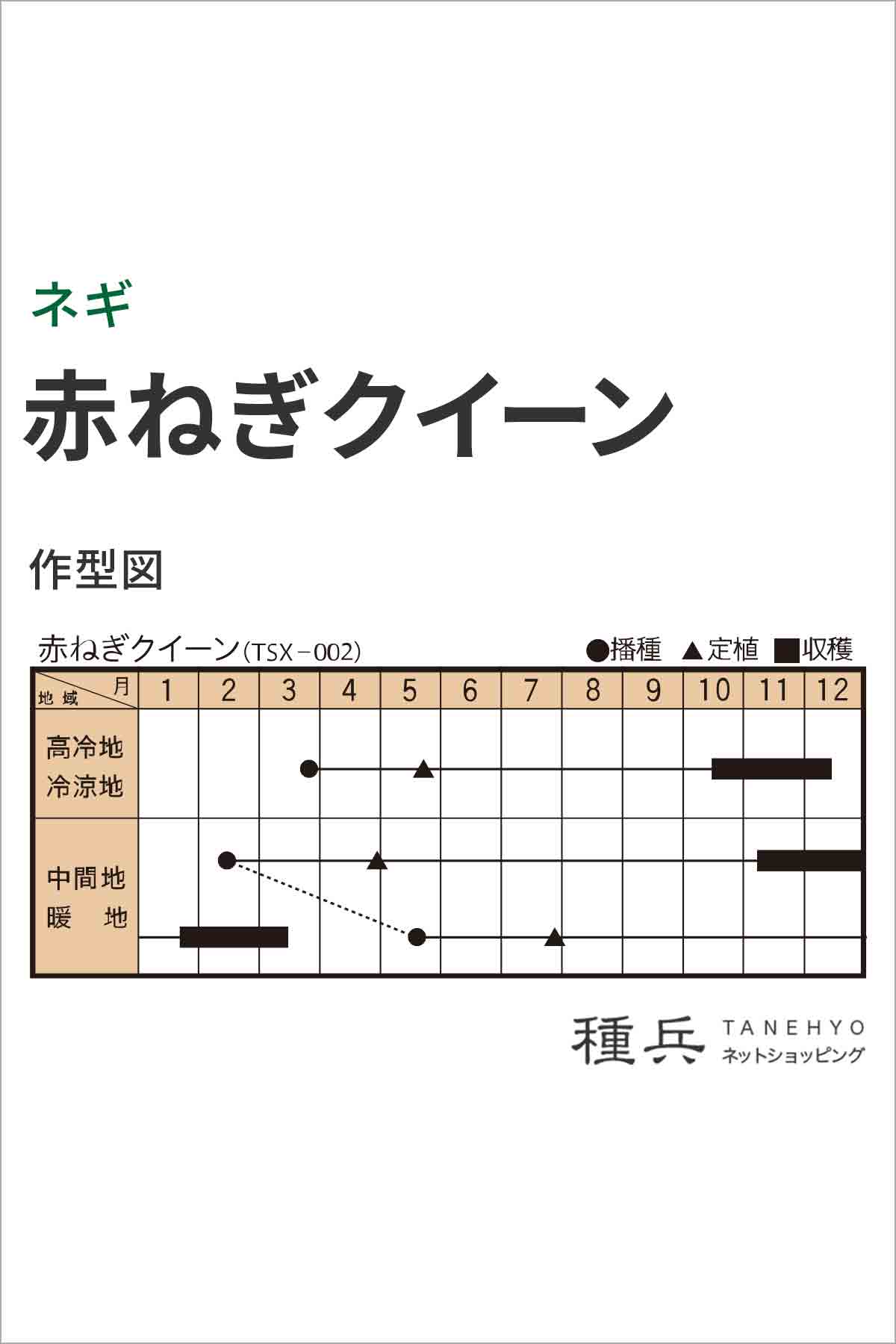 赤根深ネギ 種 『赤ねぎクイーン』 トキタ種苗/コート5000粒 : 種兵