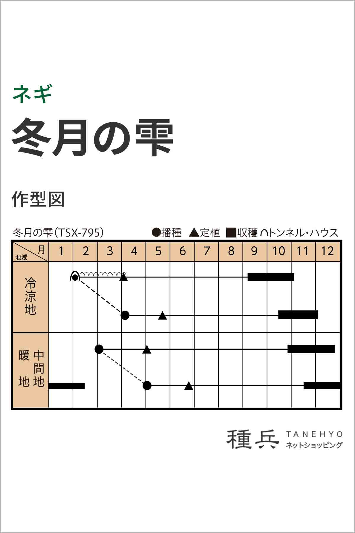 根深ネギ 種 『冬月の雫』 トキタ種苗/コート5000粒 : 種兵ネット