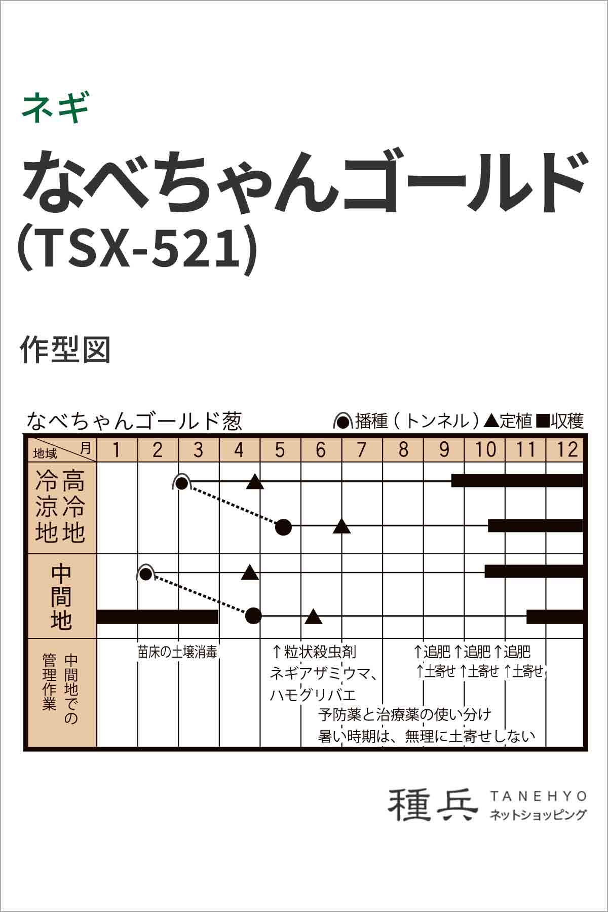根深ネギ 種 『なべちゃんゴールド(TSX-521)』 トキタ種苗/小袋 : 種 根深ネギ 種 『なべちゃんゴールド(TSX-521)』 トキタ種苗/小袋 : 種