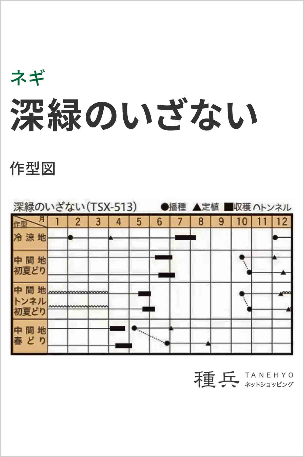 根深ネギ 種 『深緑のいざない』 トキタ種苗/コート5000粒 : 種兵