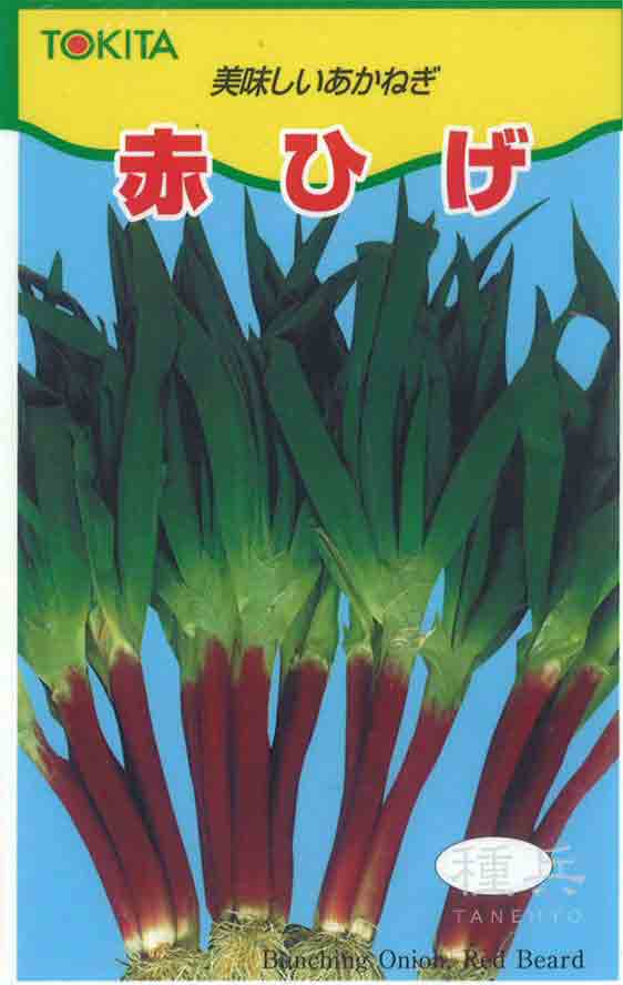 赤根深ネギ 種 『赤ひげ葱』 トキタ種苗/20ml : 種兵ネット
