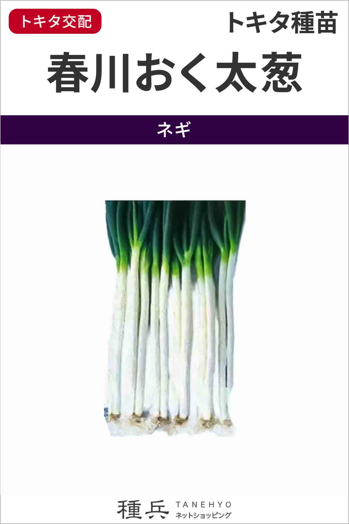 葱種 ネギ 種 『春川おく太葱』 トキタ種苗/コート3000粒 : 種兵ネット