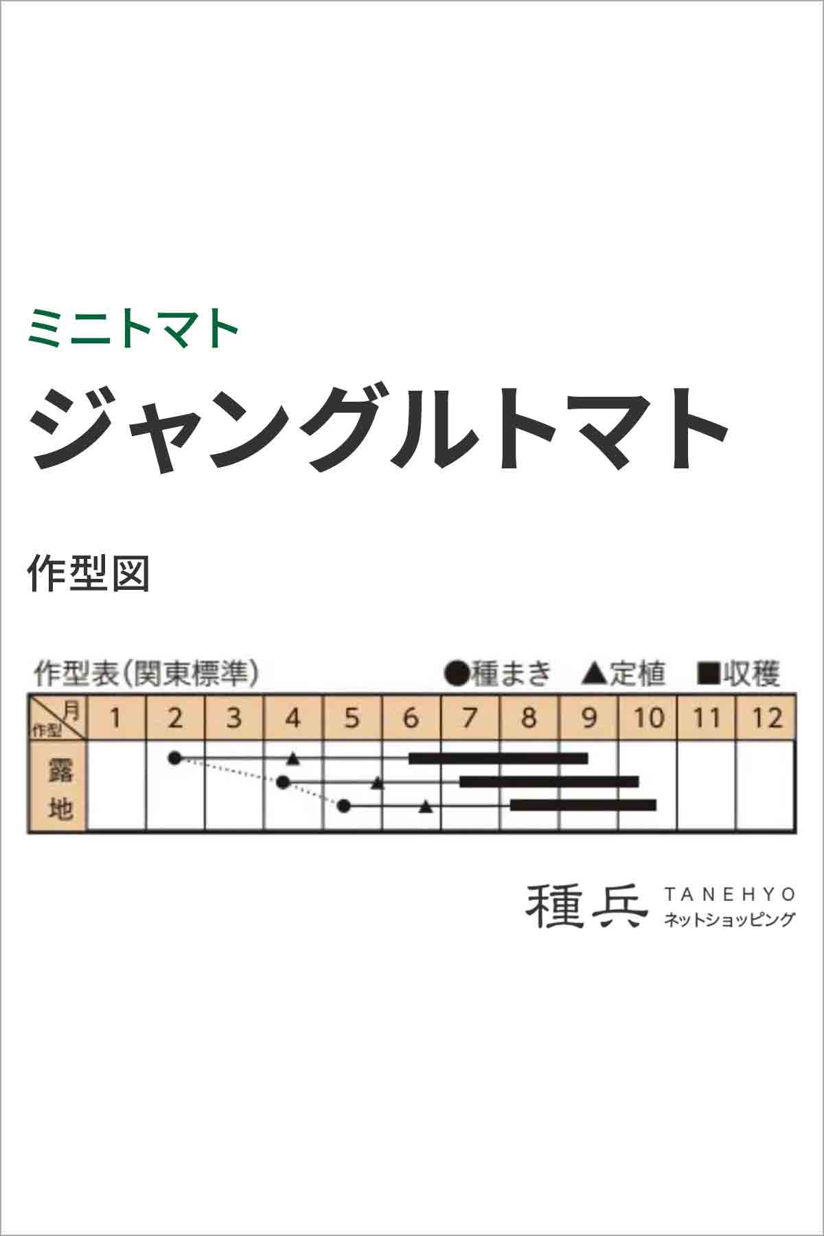 ミニトマト 種 『ジャングルトマト』 トキタ種...の詳細画像1
