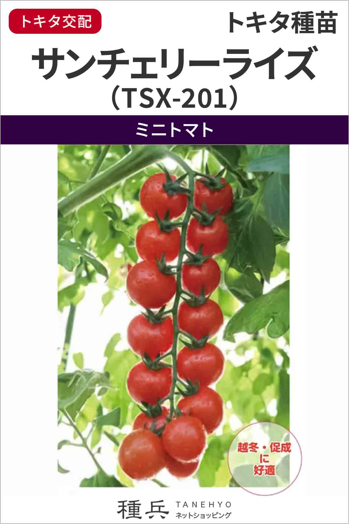 ミニトマト 種 『サンチェリーライズ（TSX-201）』 トキタ種苗/100粒