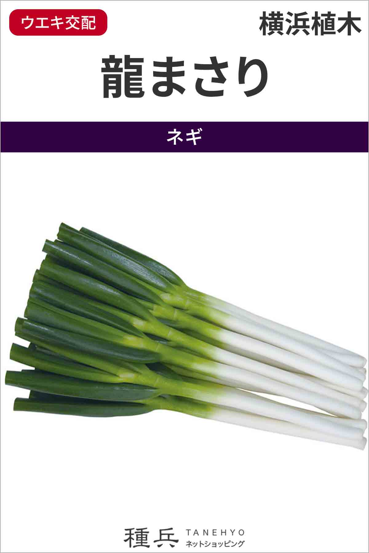 Aaaa　龍まさり　5缶 根深ネギ 種 『龍まさり』 横浜植木/1dl : 種兵ネットショッピング