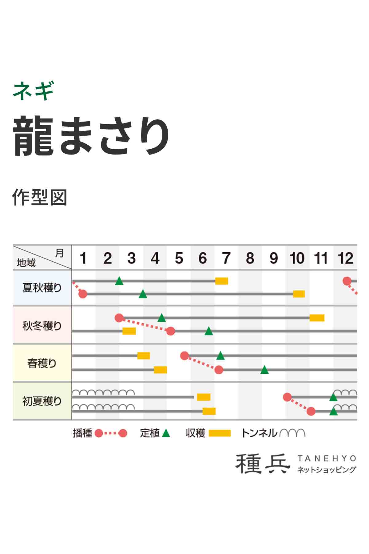 根深ネギ 種 『龍まさり』 横浜植木/1dl : 種兵ネットショッピング