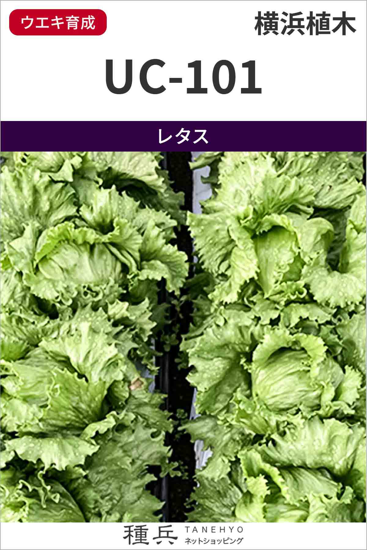 玉レタス 種 『UC-101』 横浜植木/Lコート5千粒 : 種兵ネット 