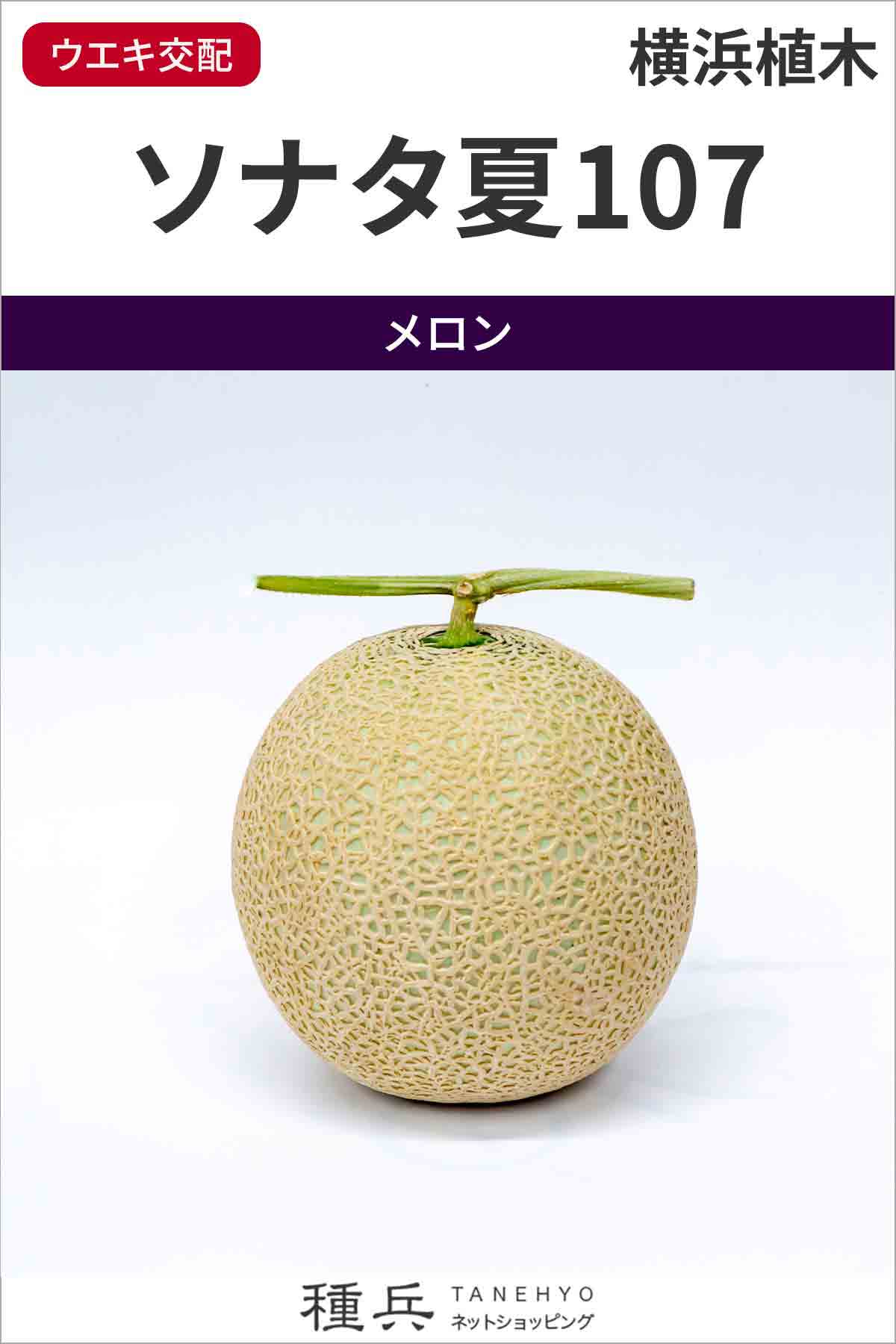 アールス系メロン 種 『ソナタ夏107』 横浜植木/100粒