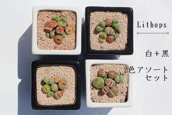 リトープスとコノフィッツムの寄せ植え2鉢セット 可愛い リトープスとコノフィッツムの寄せ植え2鉢セット 可愛い
