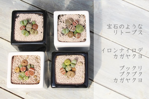 リトープスとコノフィッツムの寄せ植え2鉢セット 可愛い