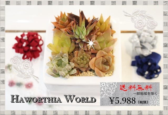 ハオルチア 寄せ植え 送料無料 可愛い 多肉植物 贈り物 ギフト