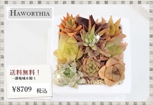 ハオルチア 寄せ植え 送料無料 可愛い 多肉植物 贈り物 ギフト