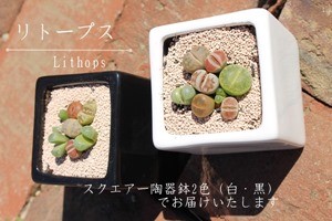 リトープスとコノフィッツムの寄せ植え2鉢セット 可愛い リトープスとコノフィッツムの寄せ植え2鉢セット 可愛い
