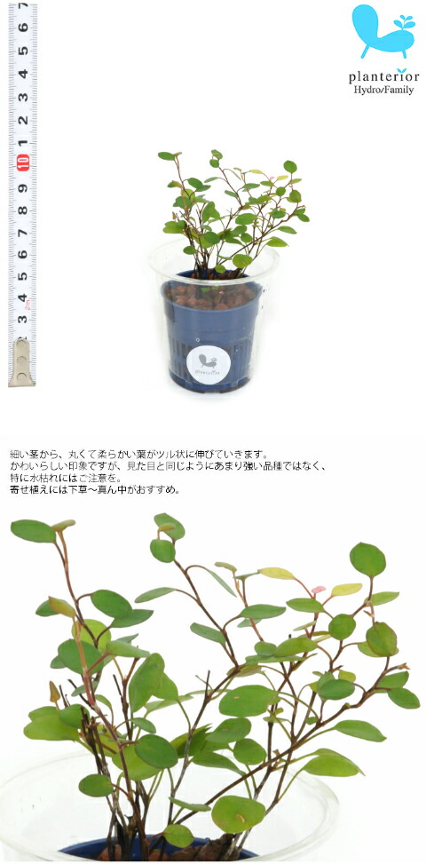 Sale 68 Off 観葉植物 ハイドロカルチャー 苗 ワイヤープランツ ｓサイズ 4 5パイ 1 5寸