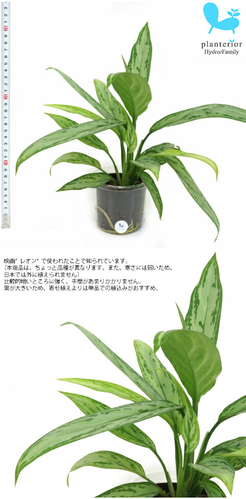 楽天市場】PLANCHU 観葉植物 アグラオネマ シルバークイーン 8号スリット鉢 受け皿付き 育て方説明書付き Aglaonema 'Silver  Queen' 幸せを招くタイの宝石 アロイド 大株 大鉢 充実株 : プランチュ 楽天市場店