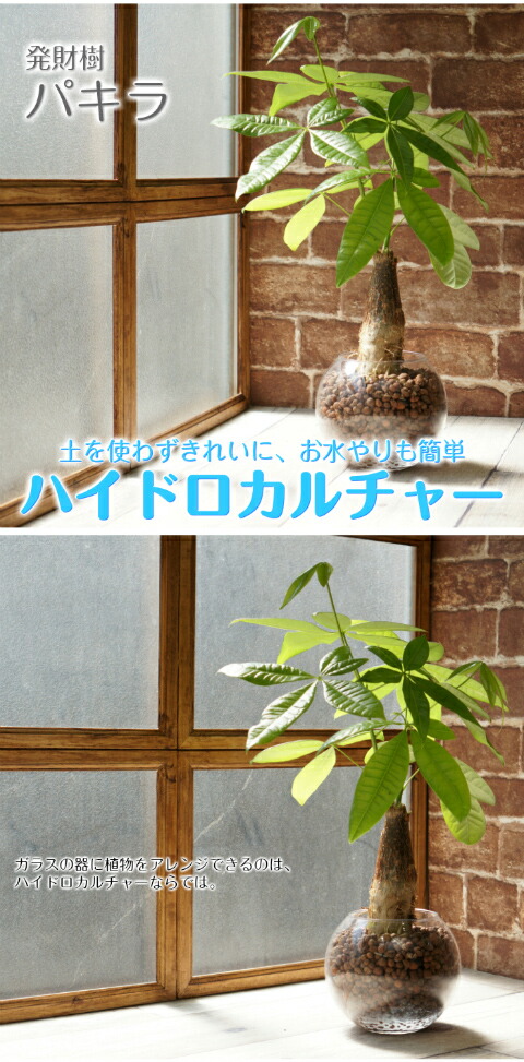 パキラ 水やり簡単 ハイドロカルチャー フローラボールs 1 セット Agr 086 タノシミドリ Yahoo 店 通販 Yahoo ショッピング