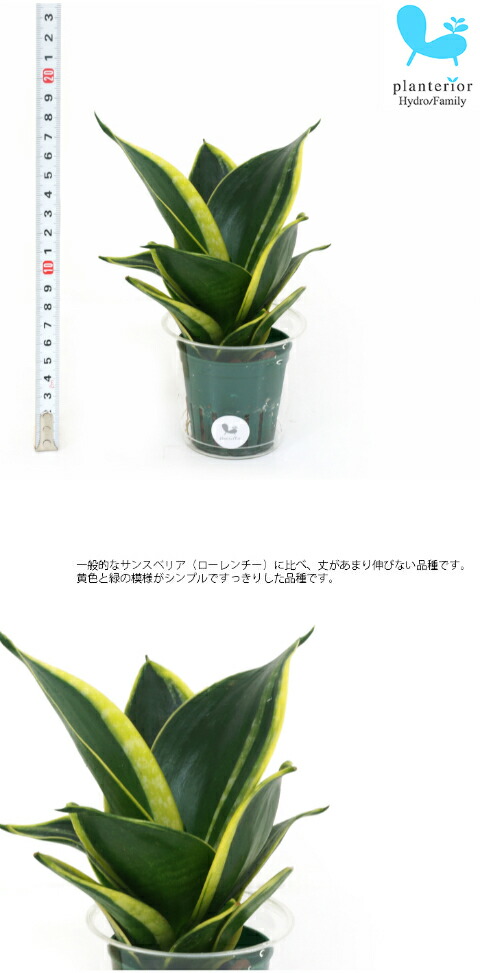 観葉植物 ハイドロカルチャー 苗 サンスベリア ハニーボニー ｍサイズ 6パイ 2寸 Pghe M06 041 タノシミドリ Yahoo 店 通販 Yahoo ショッピング