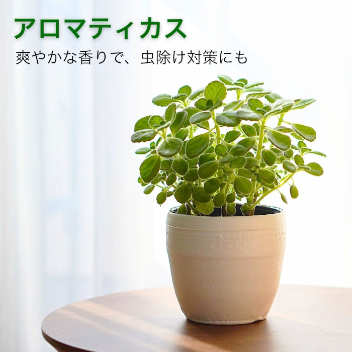 アロマティカス キューバ オレガノ 土植え 3.5号 鉢カバー 付き 観葉