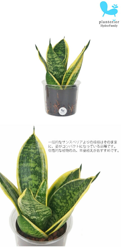 おすすめネット サンスベリア シルバーハニー リトル苗 1 5号 4 5f 観葉植物 ハイドロカルチャー 水耕栽培 インテリアグリーン