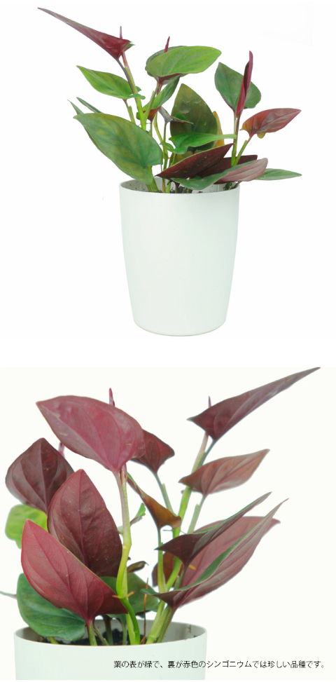 シンゴニウム ピンクチョコレート 3 5寸 レア 観葉植物 土植え Rareg 0007 タノシミドリ Yahoo 店 通販 Yahoo ショッピング