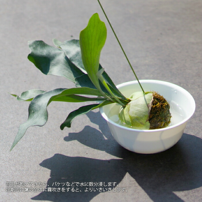 コウモリラン 苔玉 ビカクシダ レア ビザール 観葉植物 土植え : rareg-0021 : タノシミドリ Yahoo!店 - 通販 -  Yahoo!ショッピング