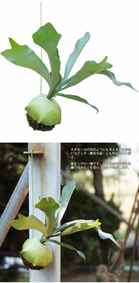 コウモリラン 苔玉 ビカクシダ レア ビザール 観葉植物 土植え : rareg-0021 : タノシミドリ Yahoo!店 - 通販 -  Yahoo!ショッピング