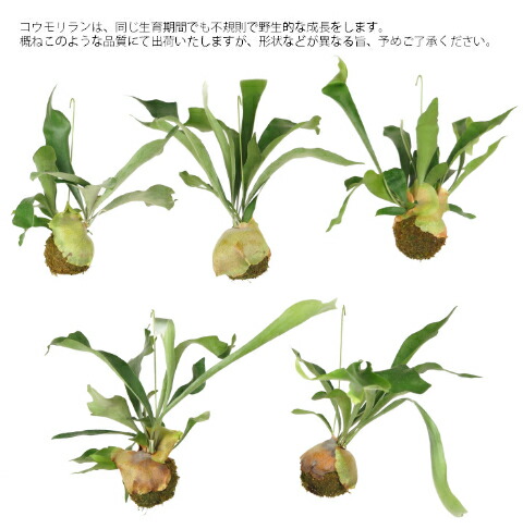 コウモリラン 苔玉 ビカクシダ レア ビザール 観葉植物 土植え : rareg-0021 : タノシミドリ Yahoo!店 - 通販 -  Yahoo!ショッピング