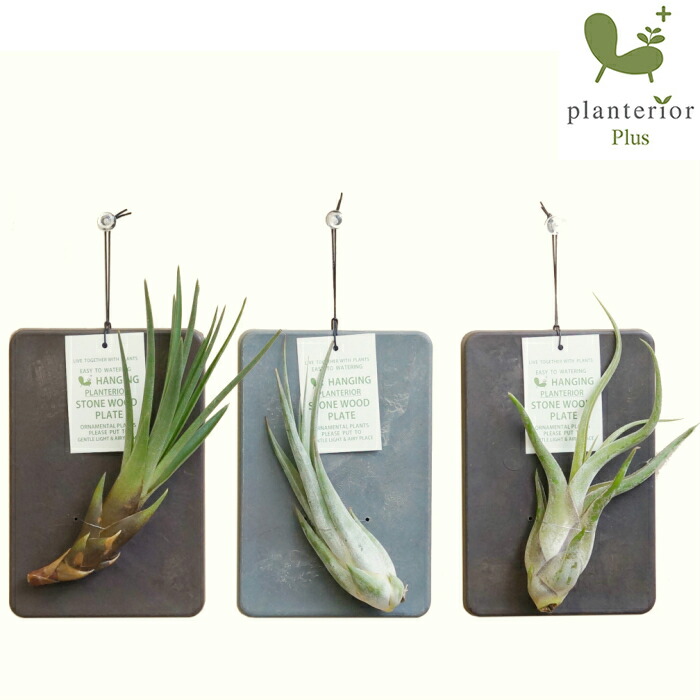 壁掛け 植物 エアプランツ ストーンウッドプレート : タノシミドリ