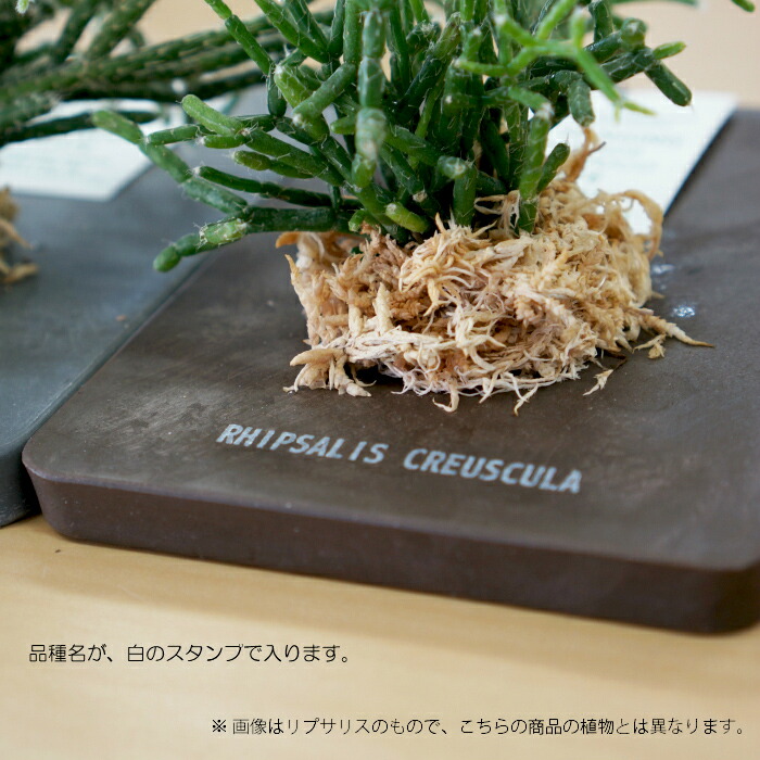 壁掛け 植物 エアプランツ ストーンウッドプレート : タノシミドリ