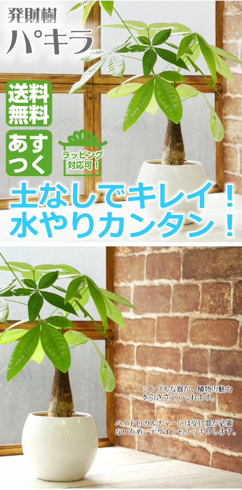 パキラ 送料込み 水やり簡単 ハイドロカルチャー 水位計つき ピュアボウルll陶器鉢セット Gf Ase 312 086 タノシミドリ Yahoo 店 通販 Yahoo ショッピング
