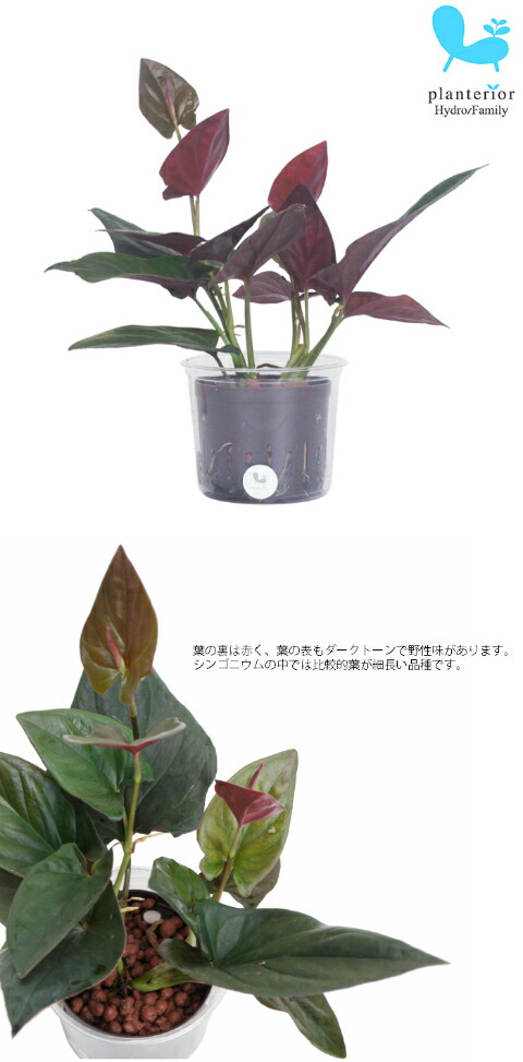 観葉植物 ハイドロカルチャー 苗 シンゴニウム ピンクチョコレート Lサイズ 9パイ 3寸 Pghe L09 1 タノシミドリ Yahoo 店 通販 Yahoo ショッピング