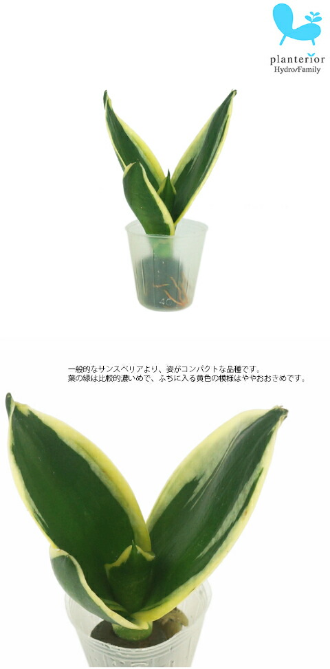 観葉植物 ハイドロカルチャー 苗 サンスベリア ハニーボニー プチサイズ １寸 Ghe 030 041 タノシミドリ Yahoo 店 通販 Yahoo ショッピング