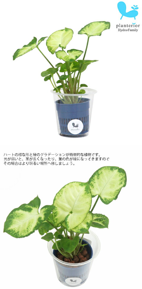 観葉植物 ハイドロカルチャー 苗 シンゴニウム ピクシー Ｓサイズ 4.5パイ 1.5寸