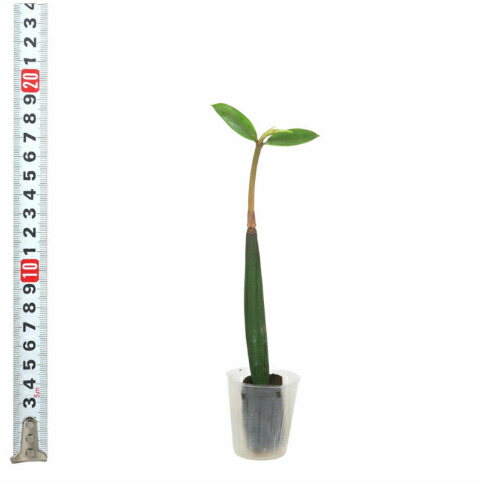 観葉植物 ハイドロカルチャー 苗 マングローブ (オヒルギ） プチサイズ