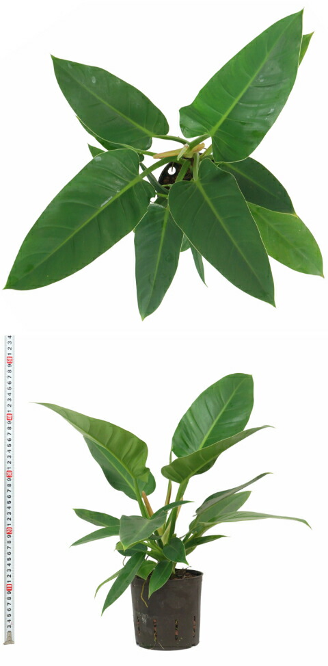 おすすめネット サンスベリア シルバーハニー リトル苗 1 5号 4 5f 観葉植物 ハイドロカルチャー 水耕栽培 インテリアグリーン