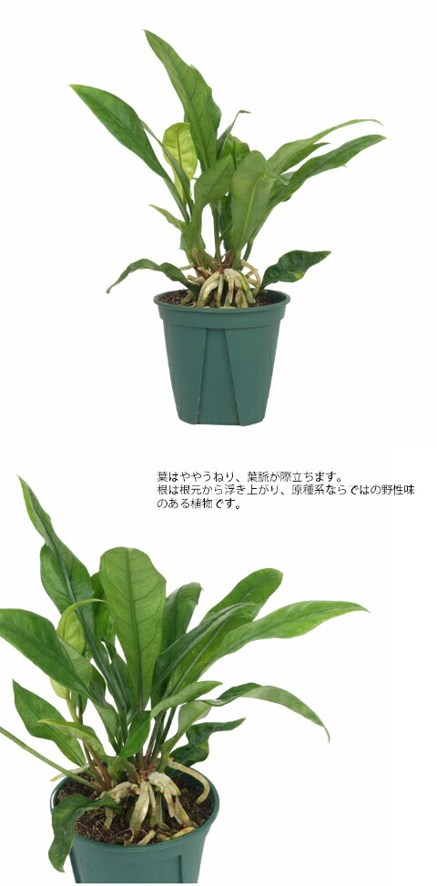 アンスリウム フーケリー ミニマ 4寸 レア ビザール 観葉植物 土植え Rareg 0065 タノシミドリ Yahoo 店 通販 Yahoo ショッピング