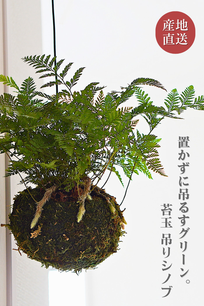 産地直送】吊り 苔玉 シノブ 観葉植物 土植え トキワシノブ シダ